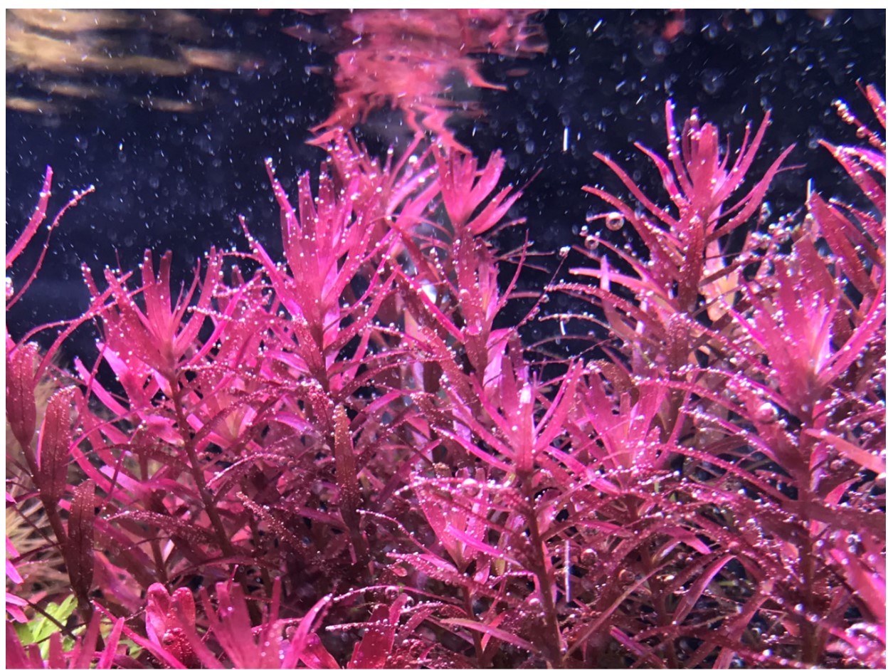 Phân biệt các loại Vảy ốc đỏ thủy sinh
